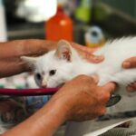 Heart Health in Pets: The Truth About Sodium Supplements & What Vets Actually Recommend