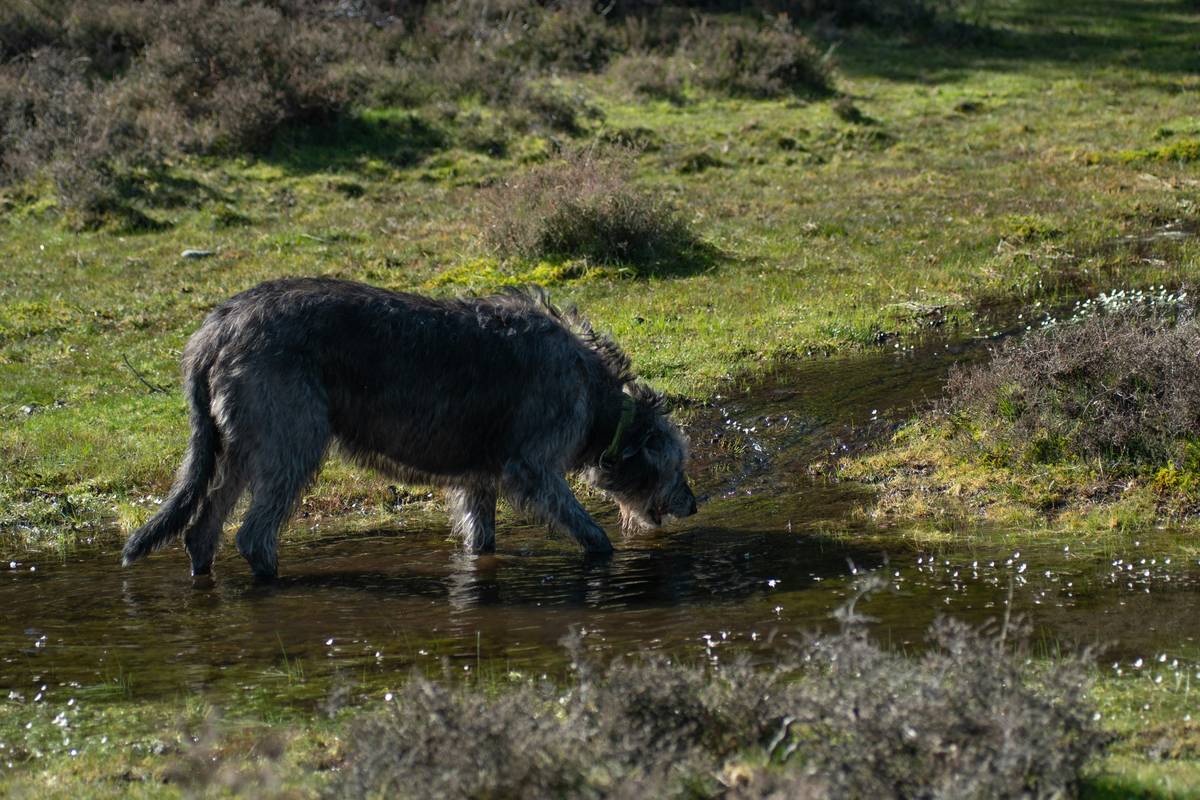Infographic showing how sodium regulates fluid balance in dog and cat cells, with arrows indicating osmosis direction based on sodium concentration