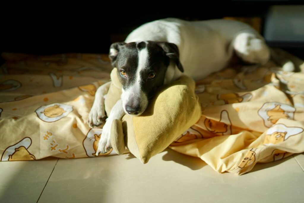 Why Your Pet’s Cardiovascular Health Might Need Sodium Supplements (And When It Doesn’t)