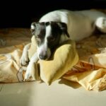 Why Your Pet’s Cardiovascular Health Might Need Sodium Supplements (And When It Doesn’t)