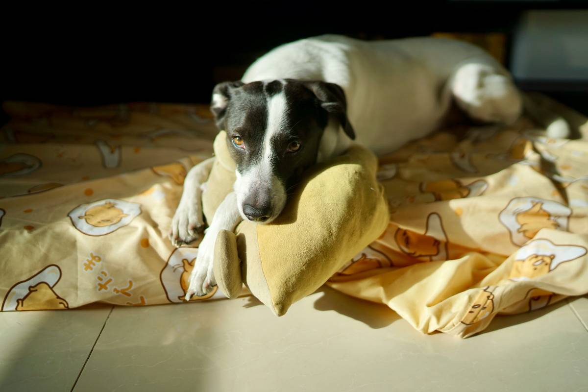 Why Your Pet’s Cardiovascular Health Might Need Sodium Supplements (And When It Doesn’t)